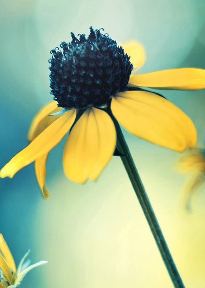 Ljuddämpande tavla - Sunflower