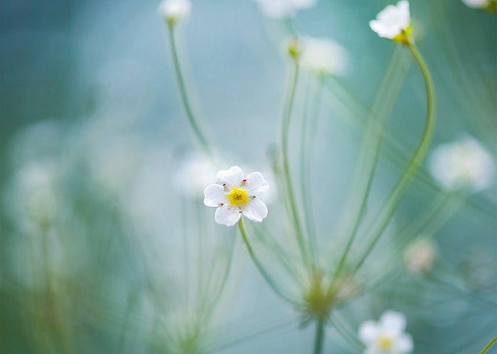 Ljuddämpande tavla - Oxeye