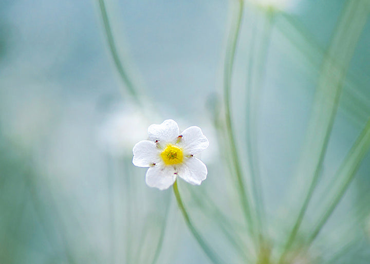 Ljuddämpande tavla - Oxeye