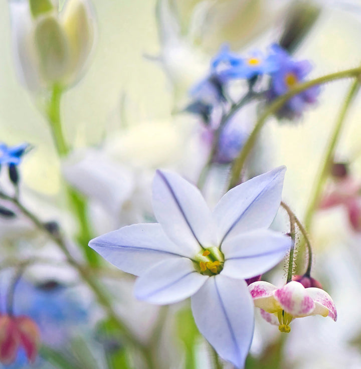 Ljuddämpande tavla - Wild flowers