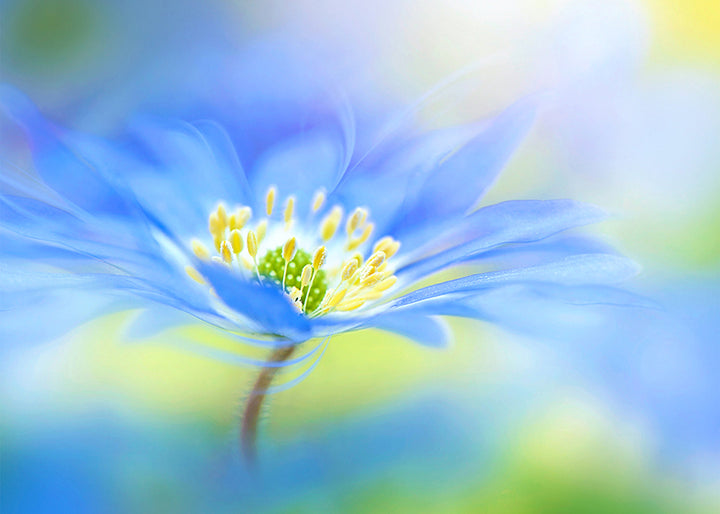 Ljuddämpande tavla - Indigo flower