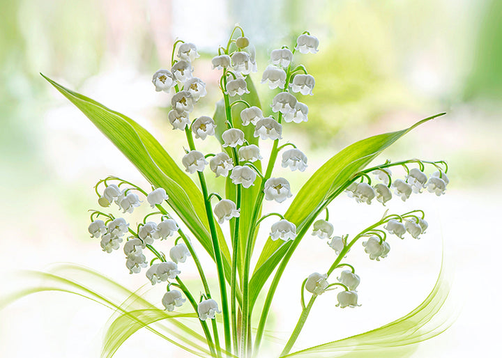 Ljuddämpande tavla - Lily of the valley