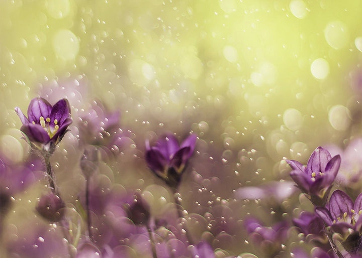 Ljuddämpande tavla - Lovelly purple