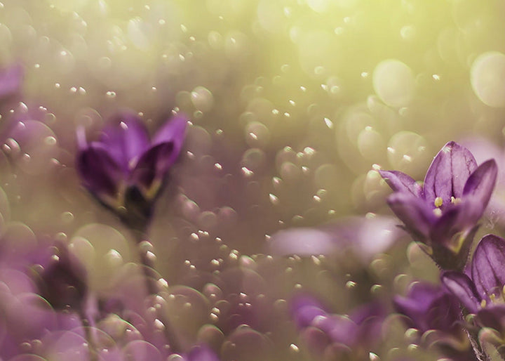 Ljuddämpande tavla - Lovelly purple