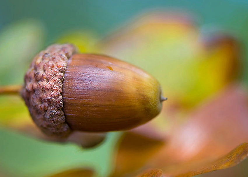 Ljuddämpande tavla - Hazelnut