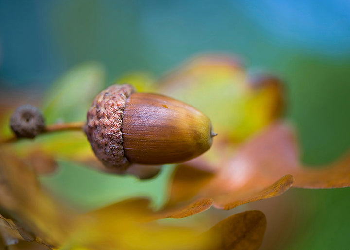Ljuddämpande tavla - Hazelnut