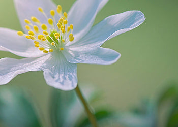 Ljuddämpande tavla - Softly
