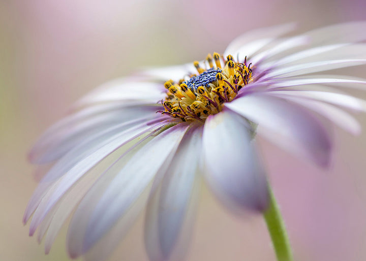 Ljuddämpande tavla - Michaelmas daisy