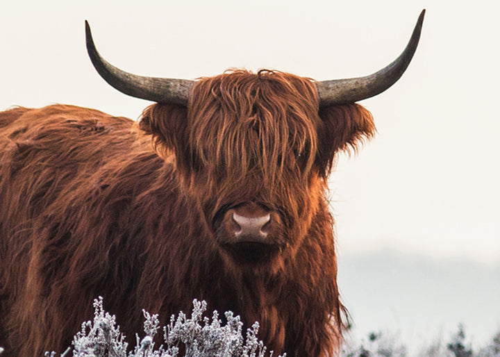 Ljuddämpande tavla - Buffalo