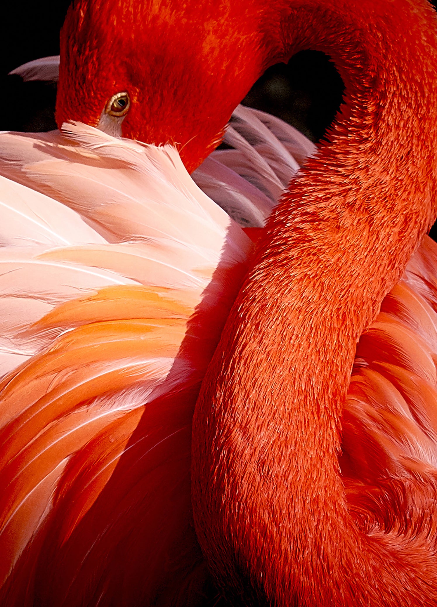 Ljuddämpande tavla - Red Swan