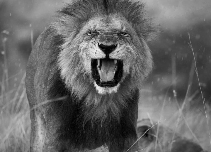 Ljuddämpande tavla - Roar