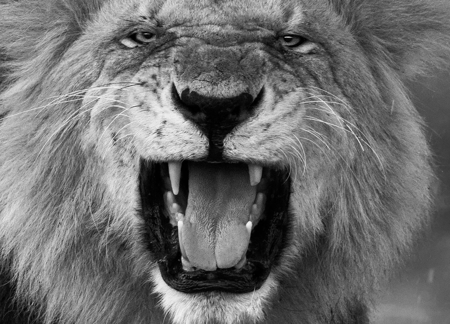 Ljuddämpande tavla - Roar