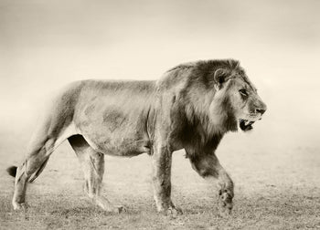 Ljuddämpande tavla - Botswana