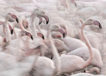 Ljuddämpande tavla - Flock