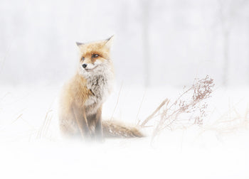 Ljuddämpande tavla - Fox In The Fog