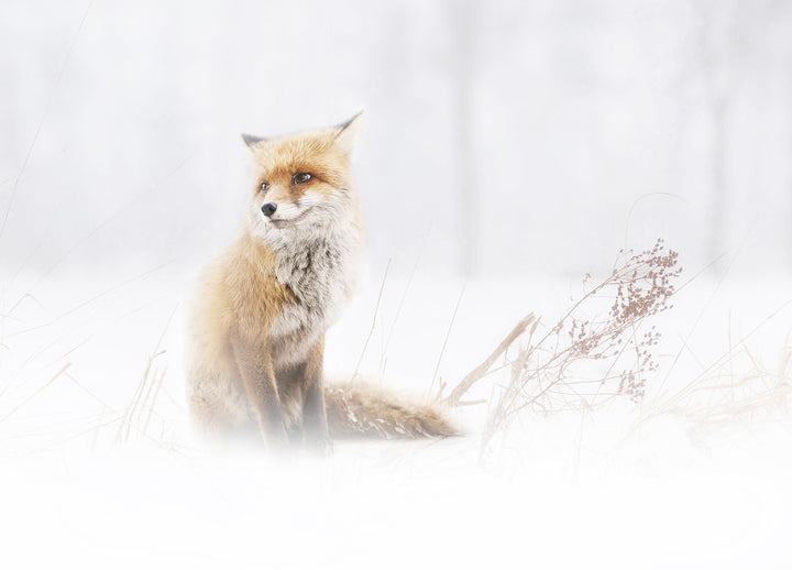 Ljuddämpande tavla - Fox In The Fog