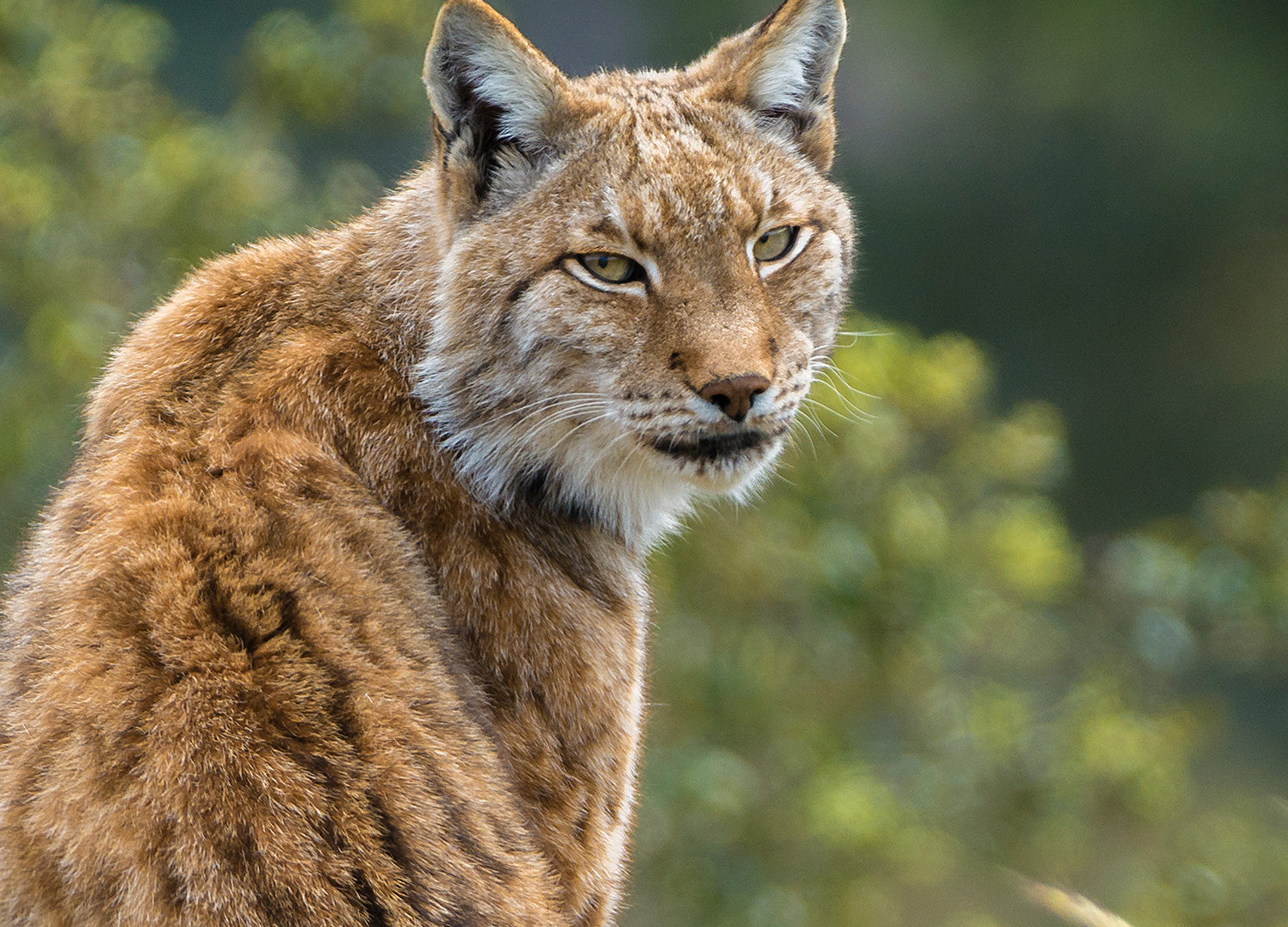 Ljuddämpande tavla - Lynx