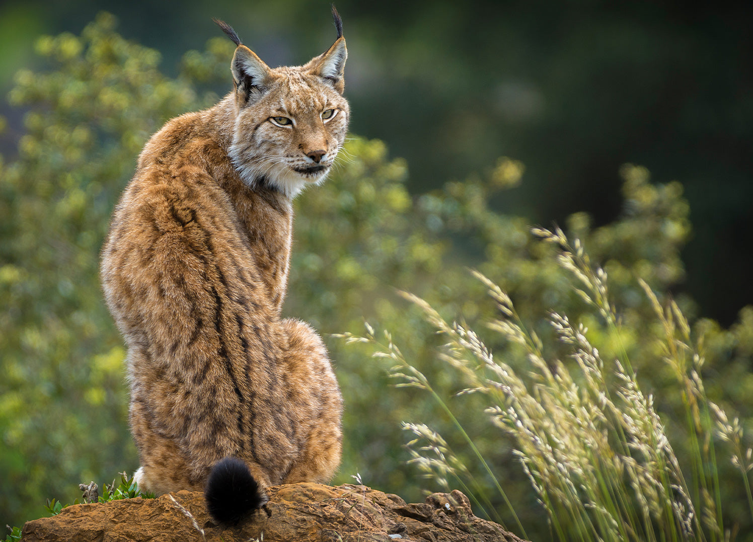 Ljuddämpande tavla - Lynx
