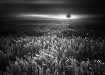 Ljuddämpande tavla - Bucolic Sunrises