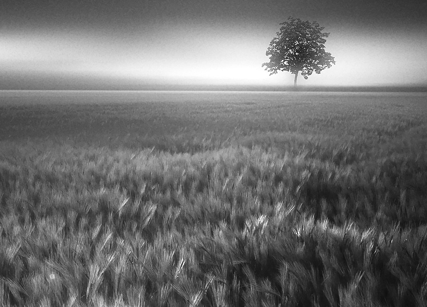 Ljuddämpande tavla - Bucolic Sunrises