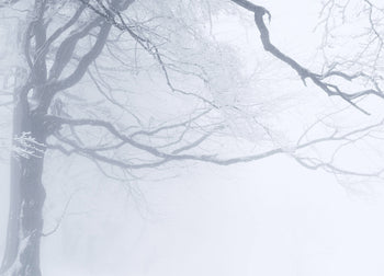 Ljuddämpande tavla - In The Winter Forest