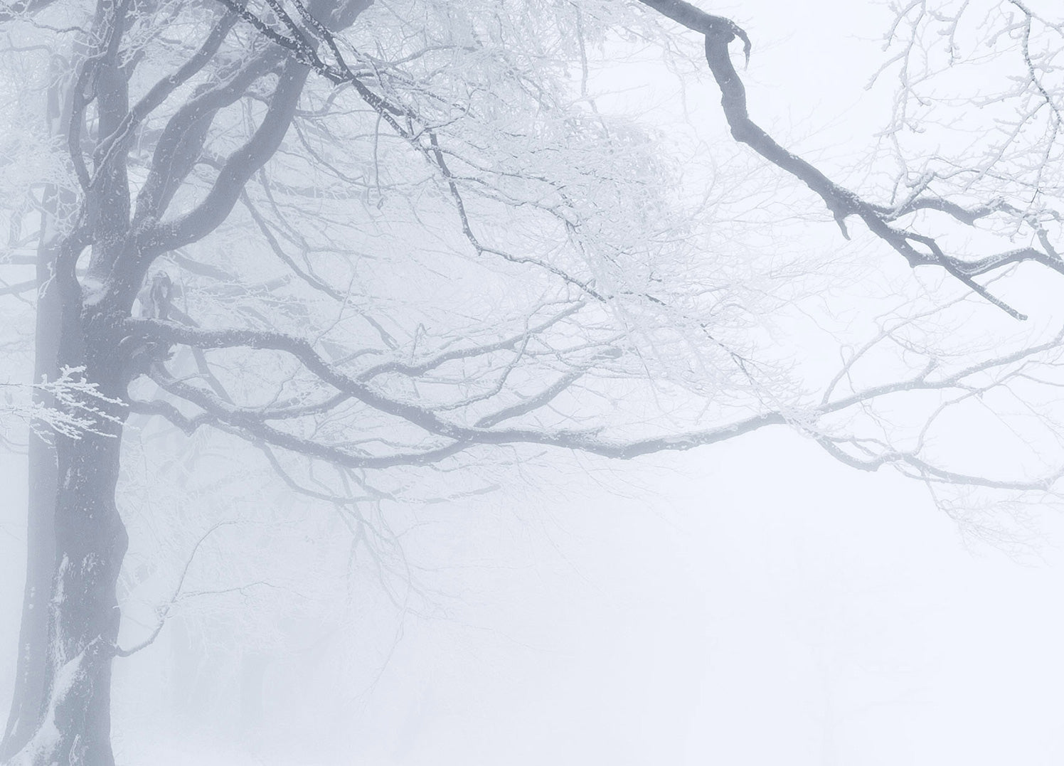 Ljuddämpande tavla - In The Winter Forest