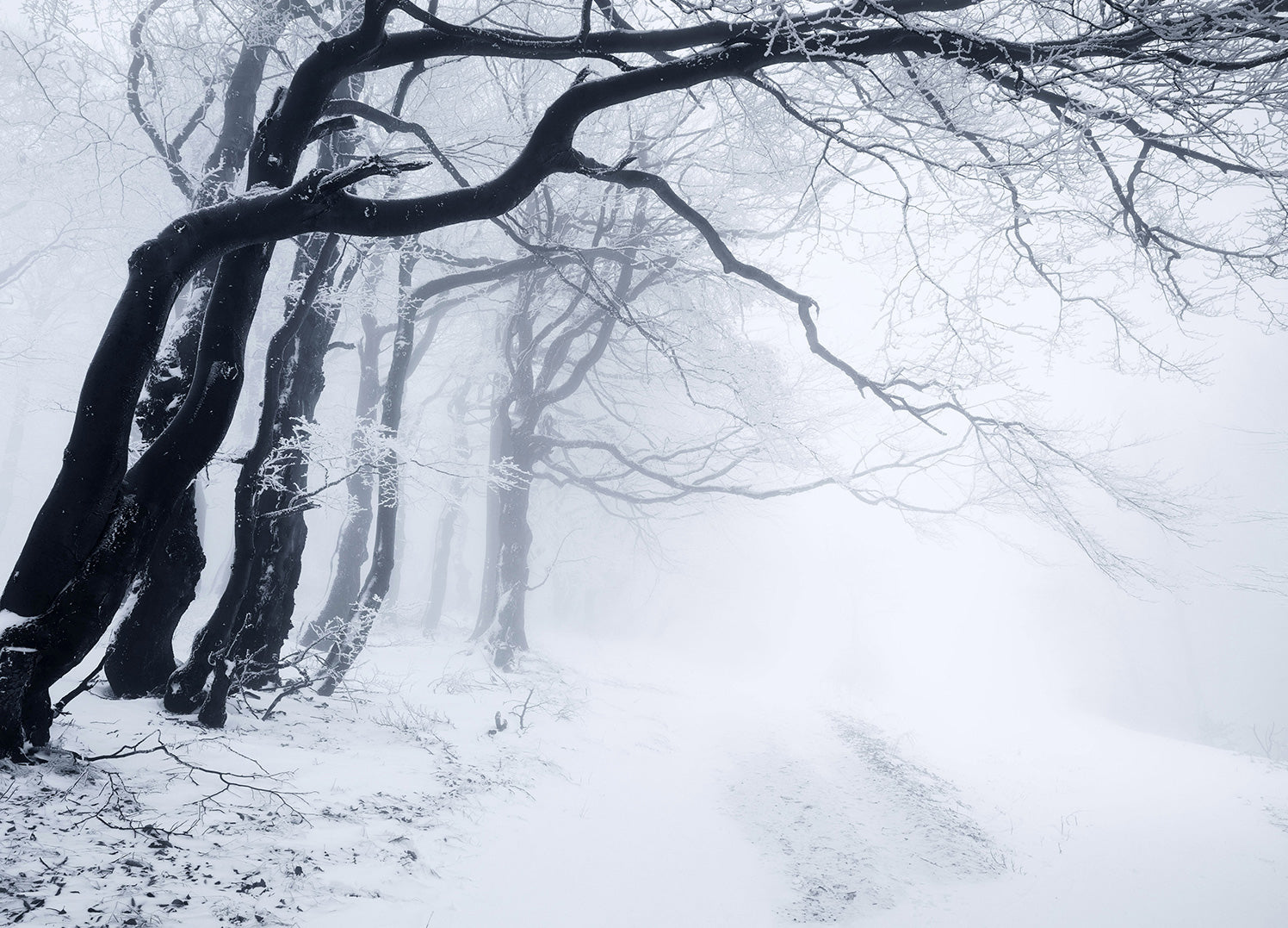 Ljuddämpande tavla - In The Winter Forest