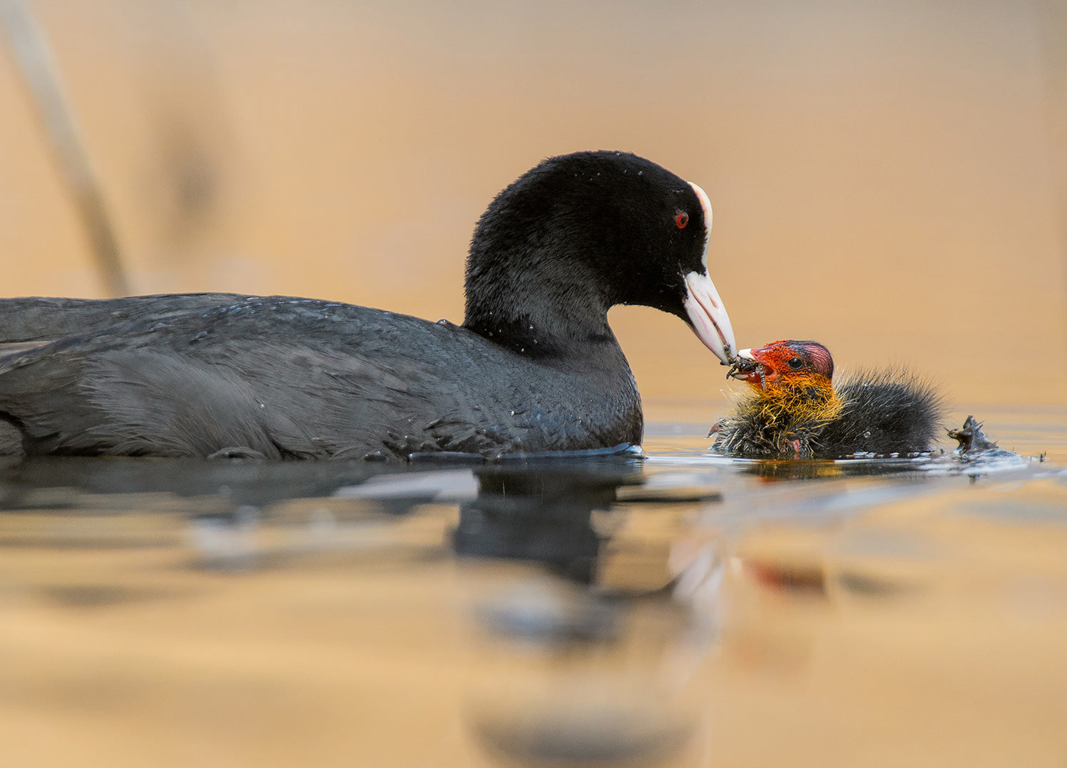 Ljuddämpande tavla - Motherhood