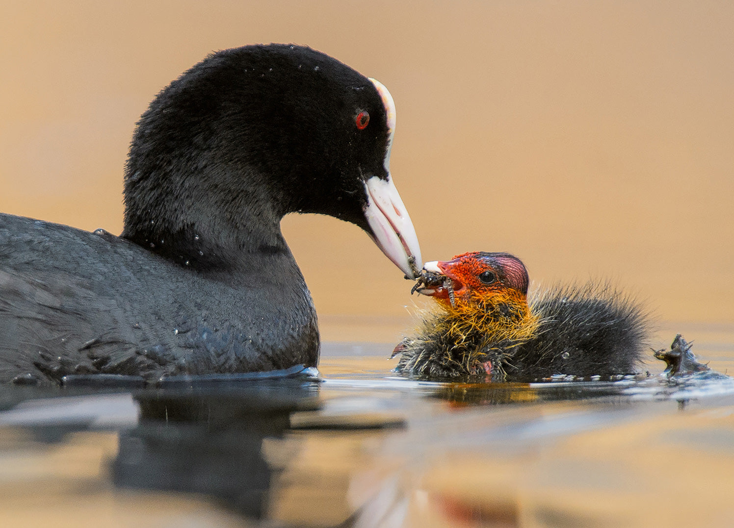 Ljuddämpande tavla - Motherhood