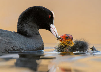 Ljuddämpande tavla - Motherhood