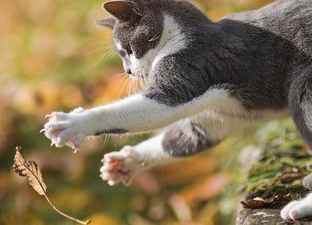 Ljuddämpande tavla - Playfull