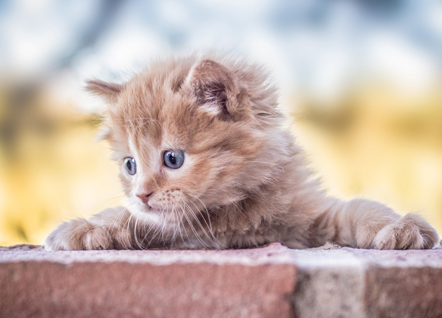 Ljuddämpande tavla - Baby Cat