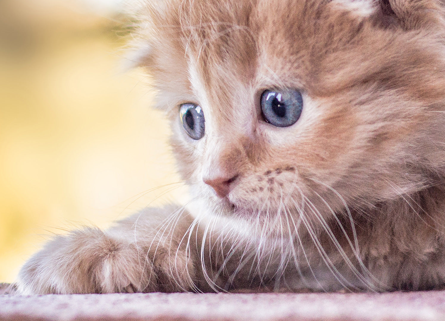 Ljuddämpande tavla - Baby Cat