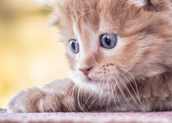 Ljuddämpande tavla - Baby Cat