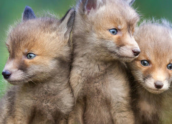Ljuddämpande tavla - Wolfs of Sweden