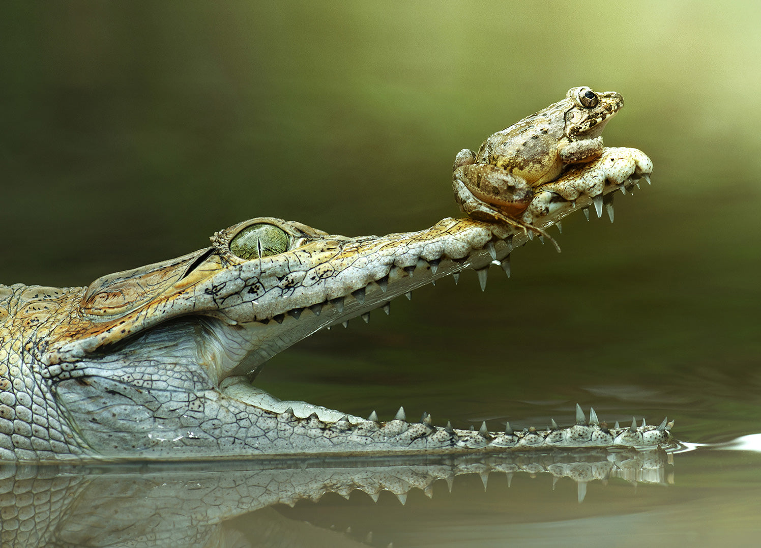 Ljuddämpande tavla - Frog And The Beast
