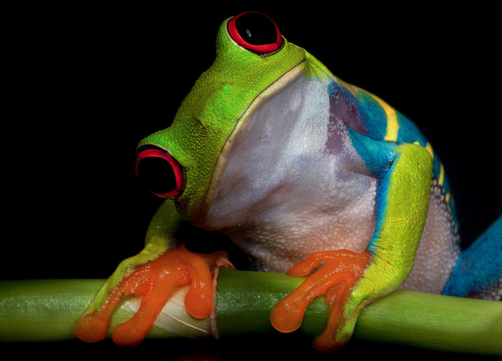 Ljuddämpande tavla - Froggy