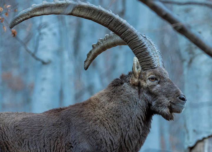 Ljuddämpande tavla - Buck