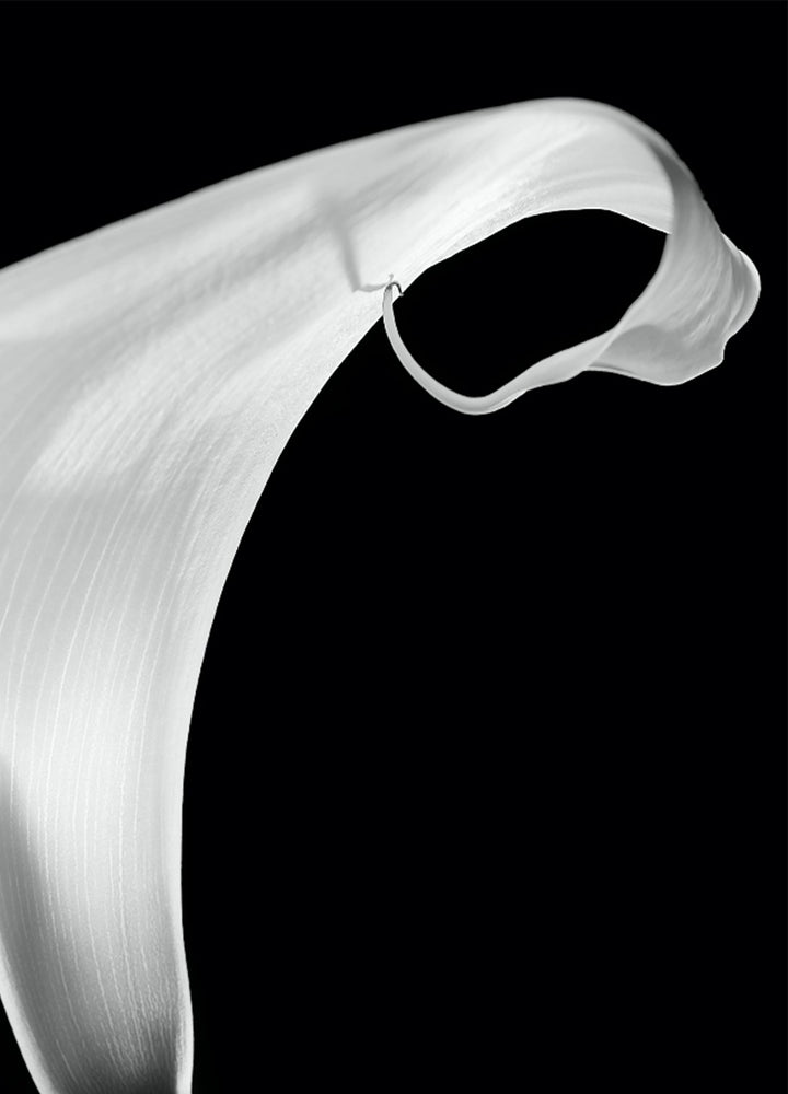 Ljuddämpande tavla - White Lily