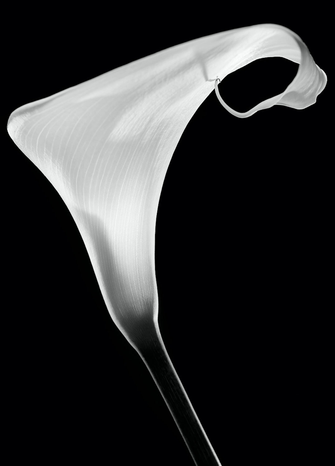 Ljuddämpande tavla - White Lily