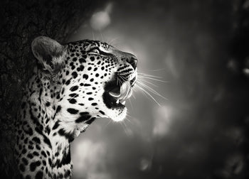 Ljuddämpande tavla - Hunting - Leopard