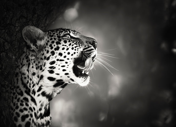 Ljuddämpande tavla - Hunting - Leopard
