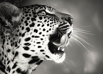 Ljuddämpande tavla - Hunting - Leopard
