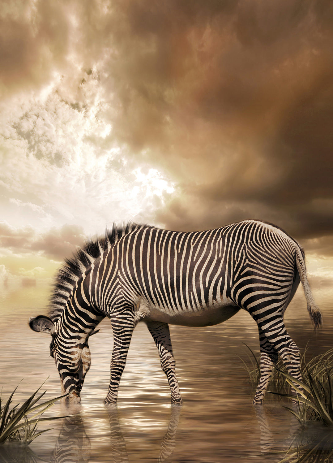 Ljuddämpande tavla - Zebra