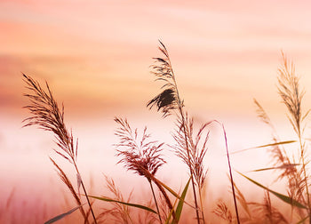 Ljuddämpande tavla - Warm Meadow