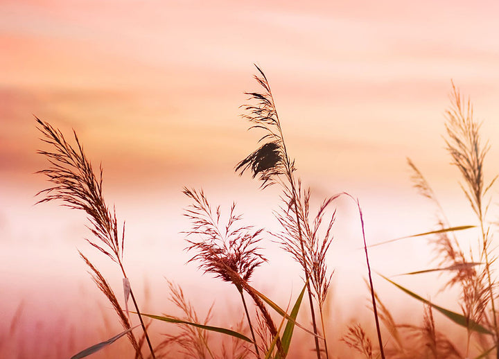Ljuddämpande tavla - Warm Meadow