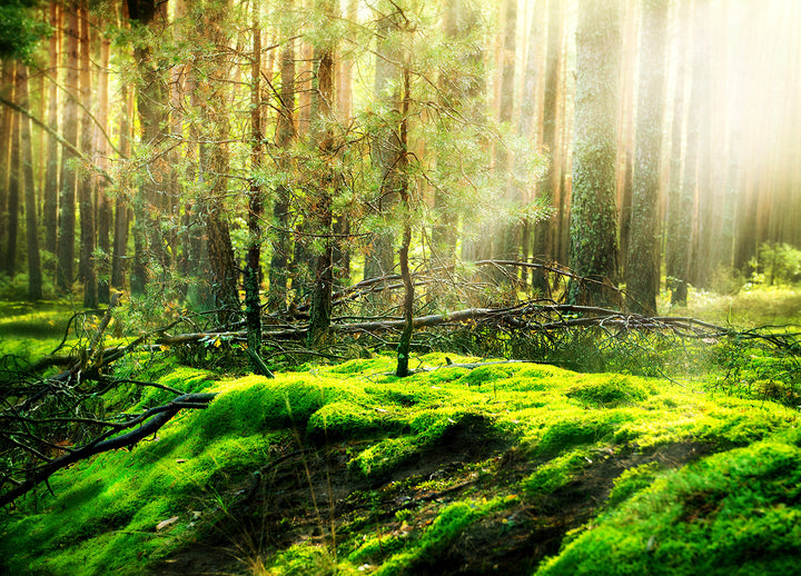 Ljuddämpande tavla - Grön sommar skog