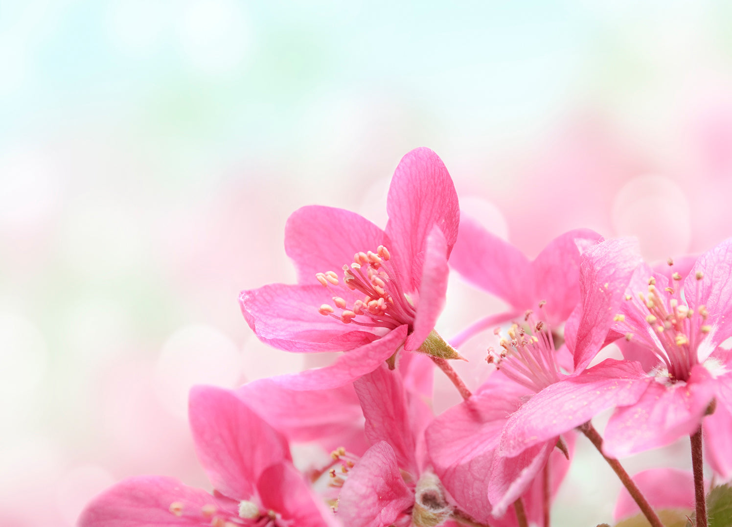 Ljuddämpande tavla - Rosa äng