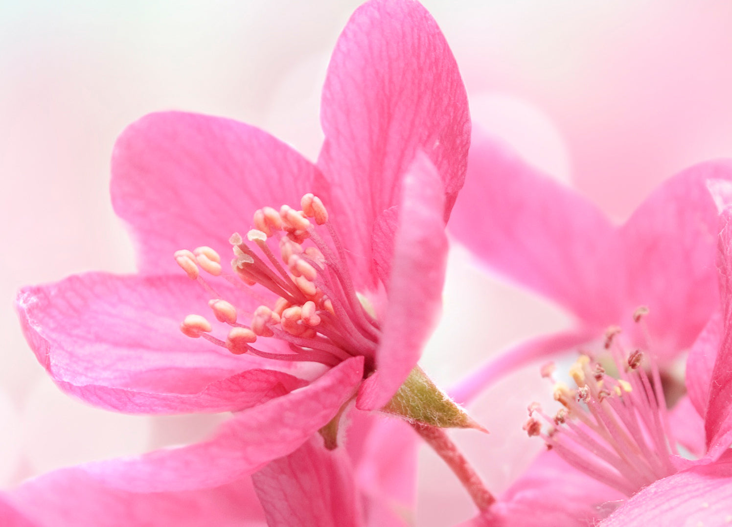 Ljuddämpande tavla - Rosa äng