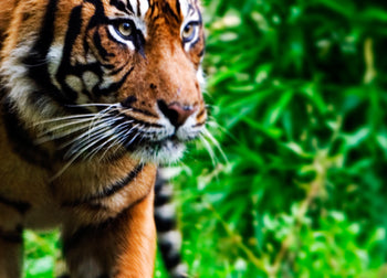 Ljuddämpande tavla - Tiger